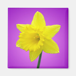 Walisisch Daffodil - III Magnet
