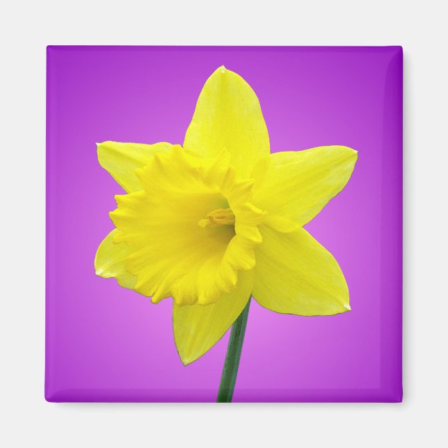 Walisisch Daffodil - III Magnet (Vorne)