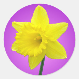 Walisisch Daffodil - III Runder Aufkleber