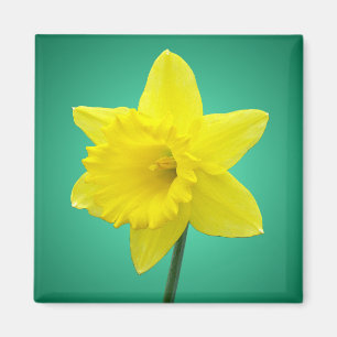Walisisch Daffodil - IV Magnet