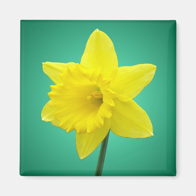 Walisisch Daffodil - IV Magnet (Vorne)