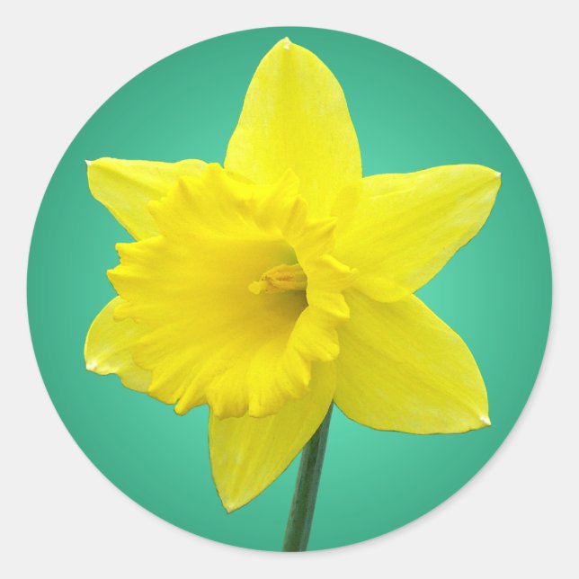 Walisisch Daffodil - IV Runder Aufkleber (Vorderseite)