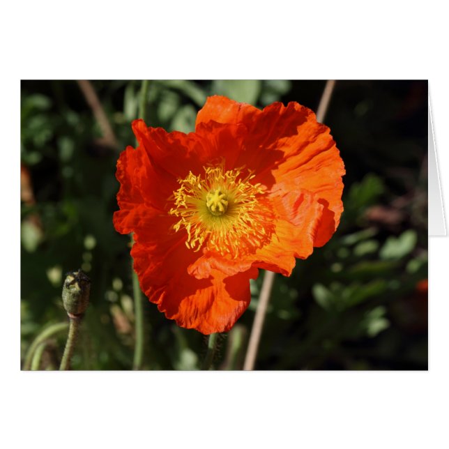Walisische Mohnblume (Orange) (Vorderseite (Horizontal))