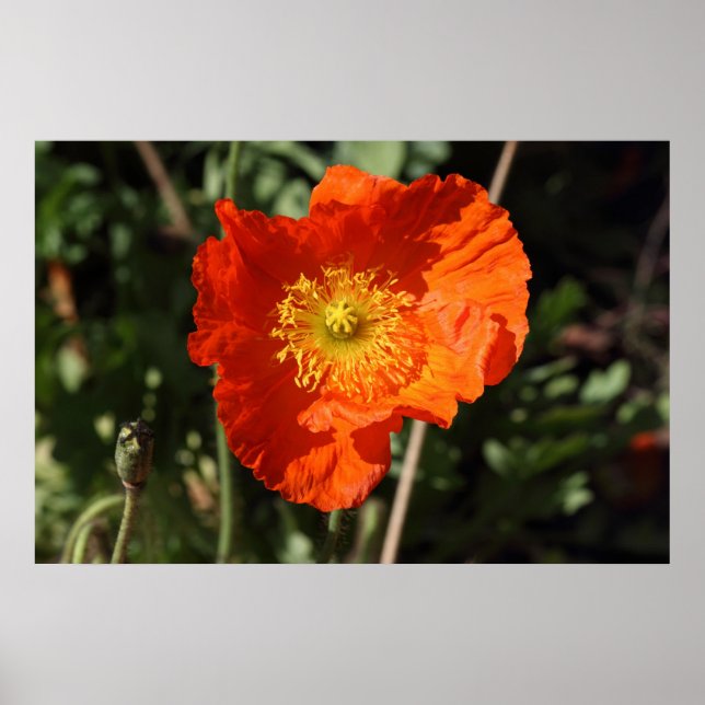 Walisische Mohnblume (Orange) Poster (Vorne)
