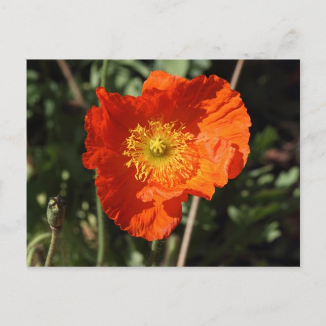 Walisische Mohnblume (Orange) Postkarte (Vorderseite)
