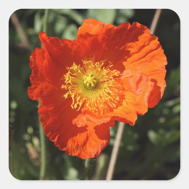 Walisische Mohnblume (Orange) Quadratischer Aufkleber (Vorderseite)