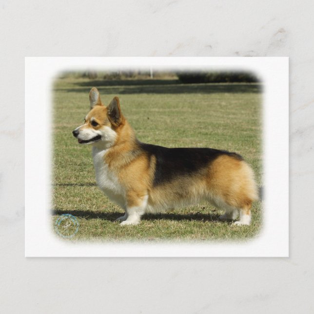 Walisischer Corgi (Pembroke) Postkarte (Vorderseite)