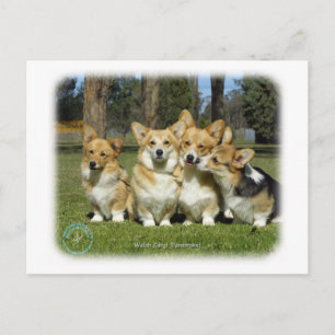 Walisischer Corgi (Pembroke) Postkarte