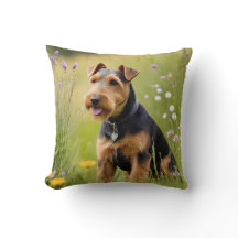 Walisischer Terrier in Wildblume Wiese