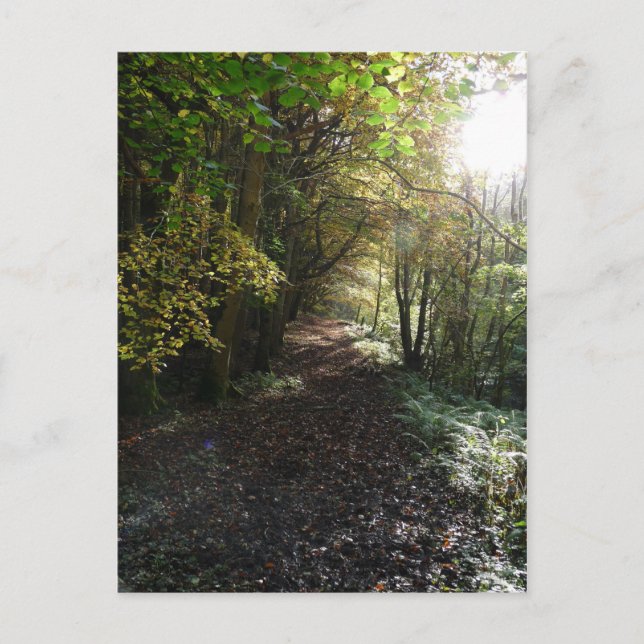 "Walk on a Woodland Path" Northumberland Postkarte (Vorderseite)