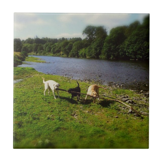 Walkies Fliese (Vorderseite)