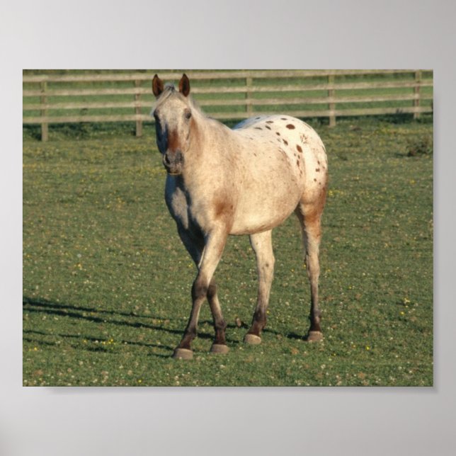 Walking Appaloosa Poster (Vorne)