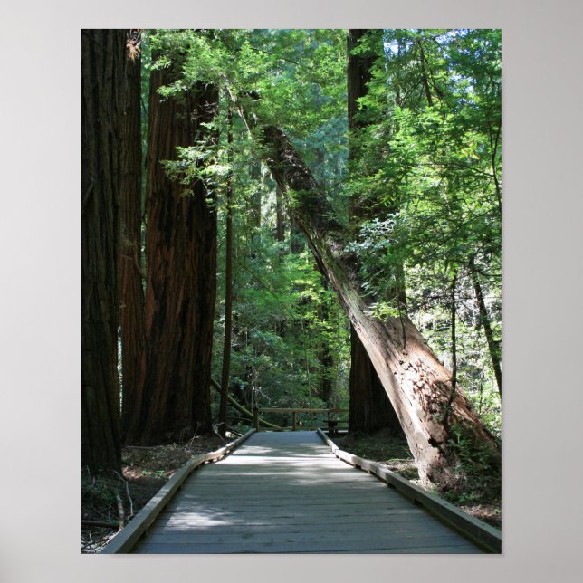"Walking between Giants", Muir Woods Poster (Vorne)