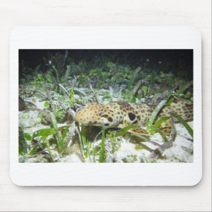 Walking epaulet shark auf den Raja Ampat Inseln Mousepad