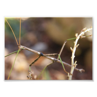 Walking Stick Bug 7 x 5 Fotografischer Druck