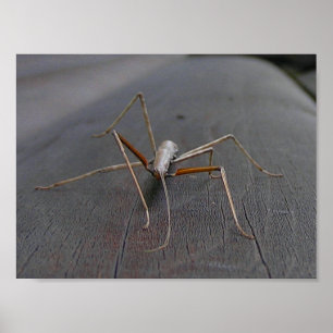 Walking Stick Print / Poster