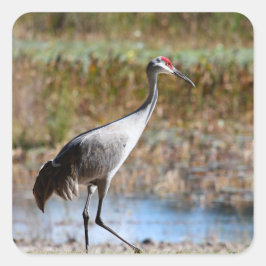 Walking Tall - Sandhill Crane Quadratischer Aufkleber