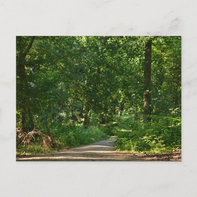 Walking through the trees postkarte (Vorderseite)