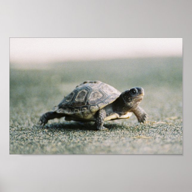 Walking Turtle Poster (Vorne)
