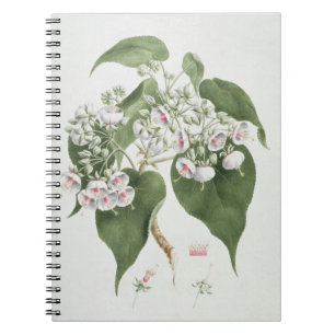 Walkuffa No.5 Dombeya torrida (w/c über Graphit O Notizblock
