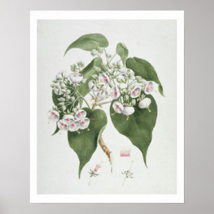 Walkuffa No.5 Dombeya torrida (w/c über Graphit O Poster