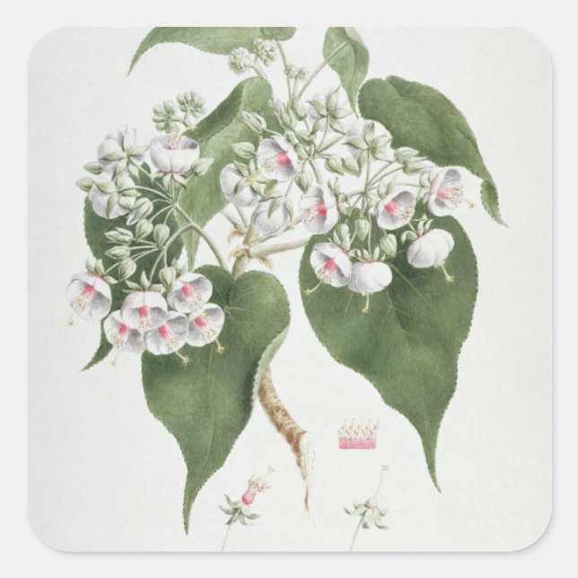 Walkuffa Nr. 5 Dombeya torrida (w/c über Grafit Quadratischer Aufkleber (Vorderseite)