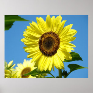 Wall Art Sunflowers Art Prints Blue Sky Leinwand Poster