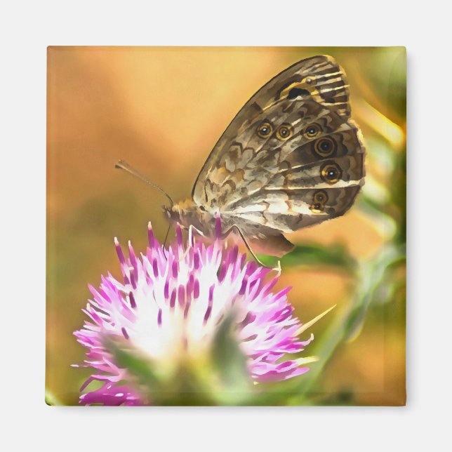 Wall Brown Butterfly Lasiommata megera Malerei Magnet (Vorne)