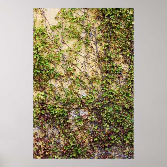 Wall Coverage - Irland Poster (Vorne)