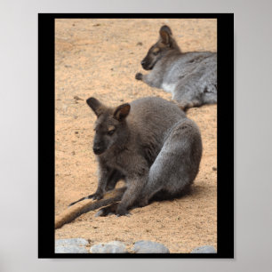 Wallabies Nature Lovers Fürteventura Vertical Sti Poster