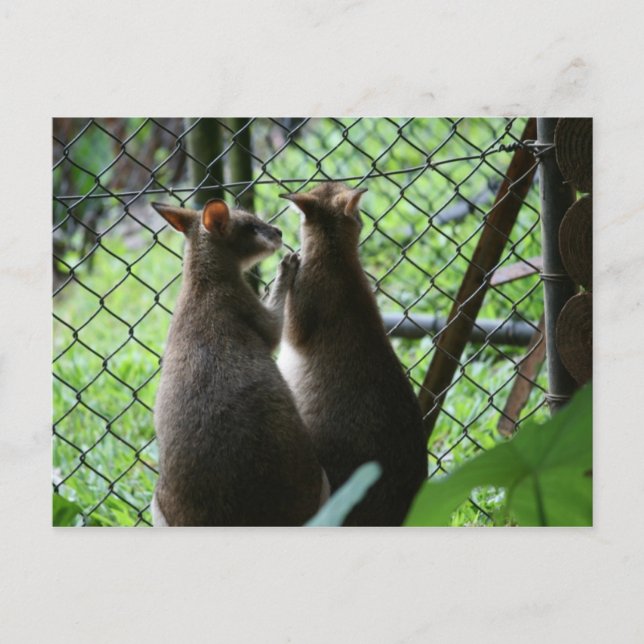 Wallabies Postkarte (Vorderseite)