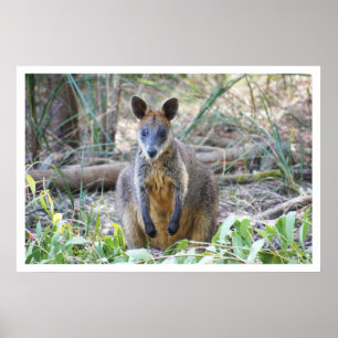 Wallaby im Wald Poster