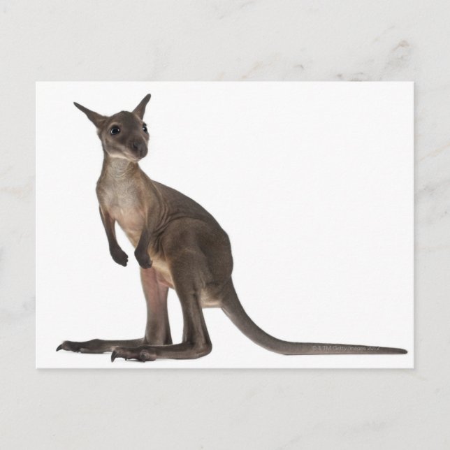 Wallaby - Macropus robustus (3 Monate alt) Postkarte (Vorderseite)