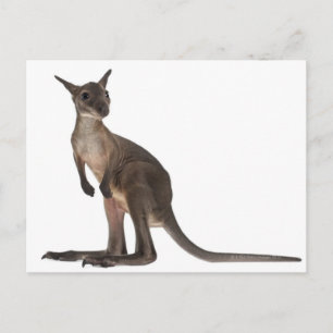 Wallaby - Macropus robustus (3 Monate alt) Postkarte