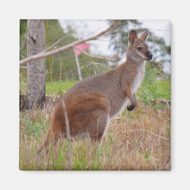 Wallaby Magnet (Vorne)