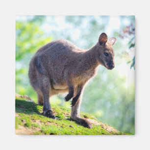 Wallaby Magnet