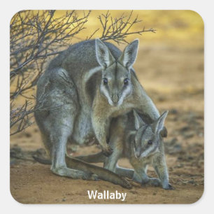 Wallaby mit Baby Quadratischer Aufkleber