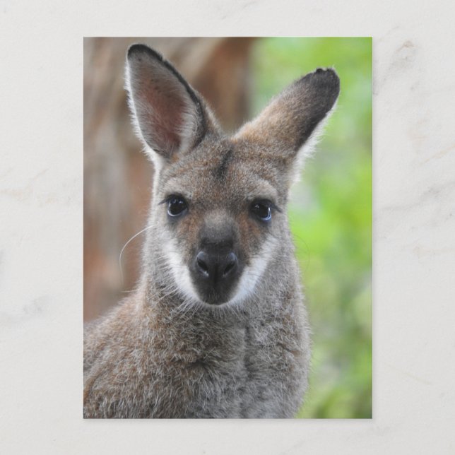 Wallaby Postcard Postkarte (Vorderseite)