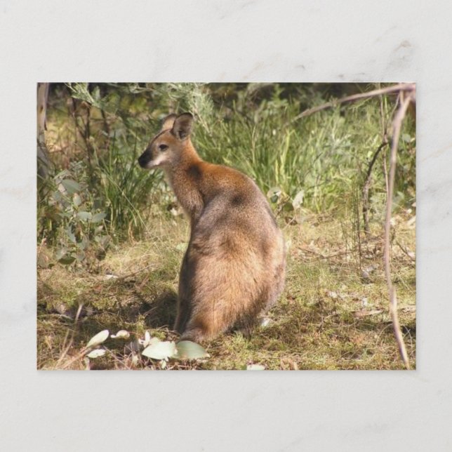 Wallaby Postkarte (Vorderseite)