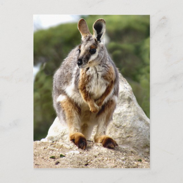Wallaby Postkarte (Vorderseite)