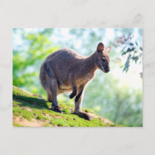 Wallaby Postkarte