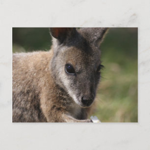 Wallaby Postkarte