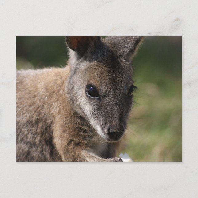 Wallaby Postkarte (Vorderseite)