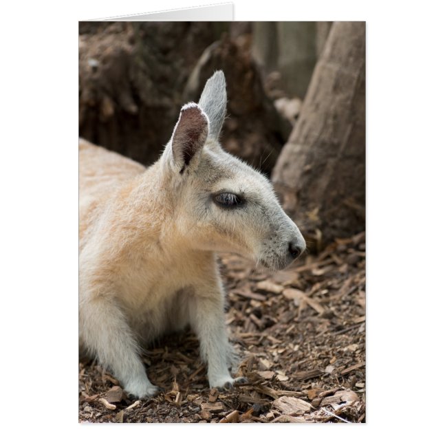 Wallaby Profile (Vorne)