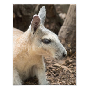 Wallaby Profile Fotodruck