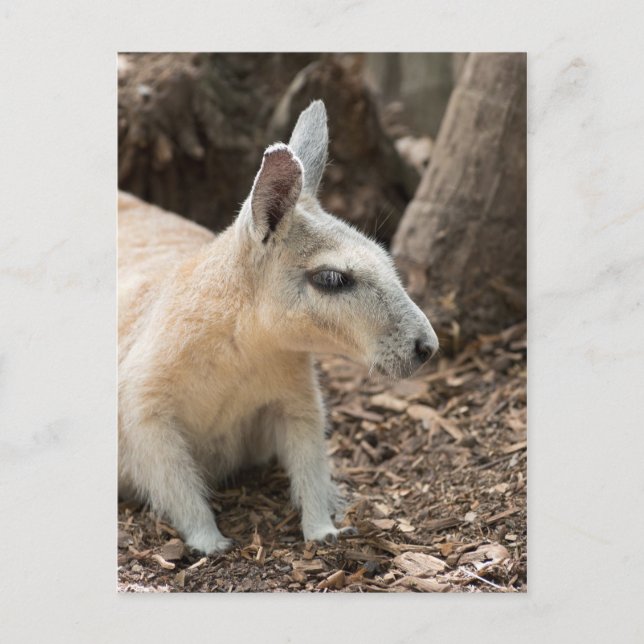 Wallaby Profile Postkarte (Vorderseite)
