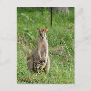 WALLABY UND JOEY LÄNDLICHE QUEENSLAND AUSTRALIEN POSTKARTE