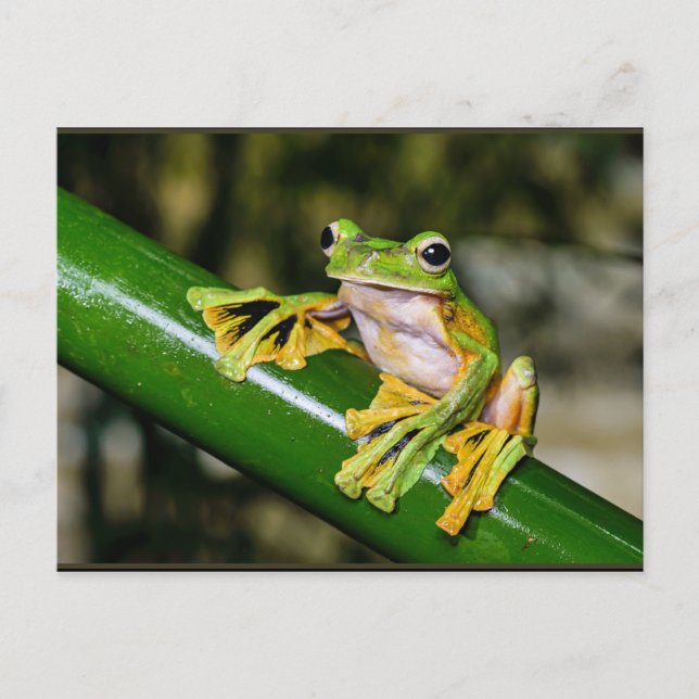Wallace's Fliegenfrosch, a/k/a Fallschirmfrösch Postkarte (Vorderseite)
