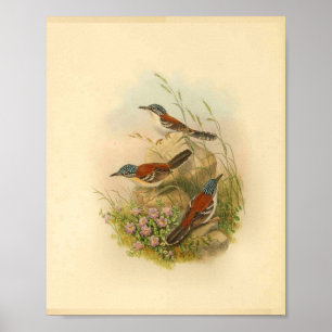 Wallace's Todopsis Wren Brown Bird Vintag Print Poster