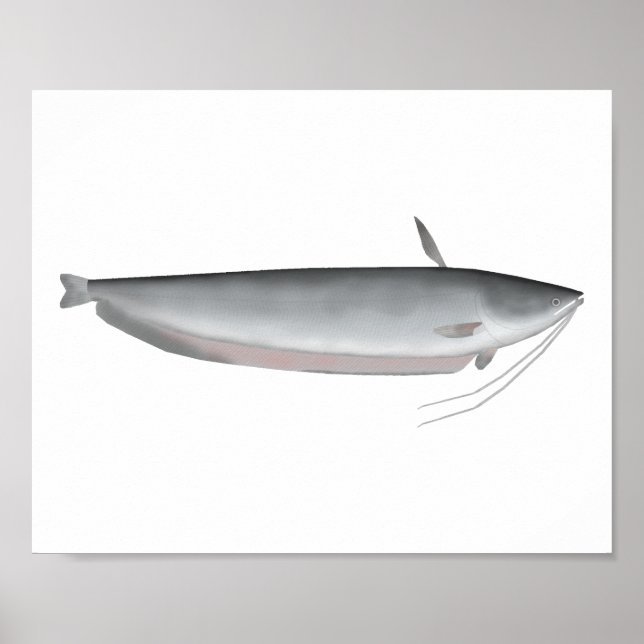 Wallago Poster (Vorne)